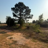 Cleared pasture with a single mature pine left standing