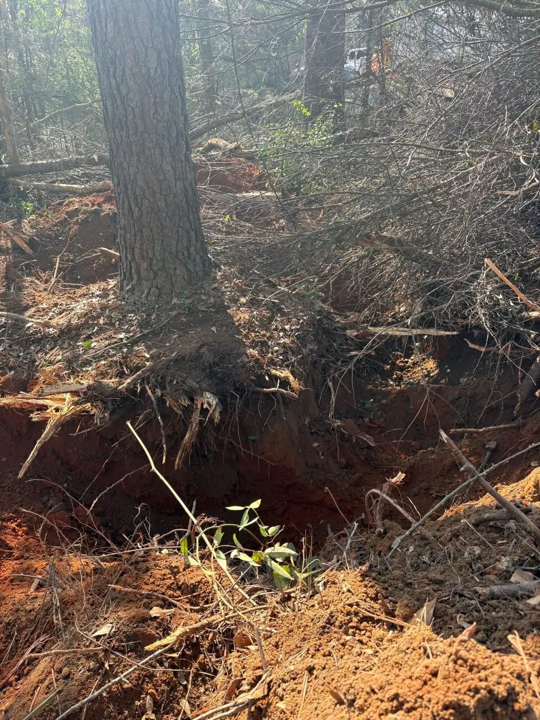 TCB Farms & Clearing stump removal project — pine tree roots exposed by excavation in red clay
